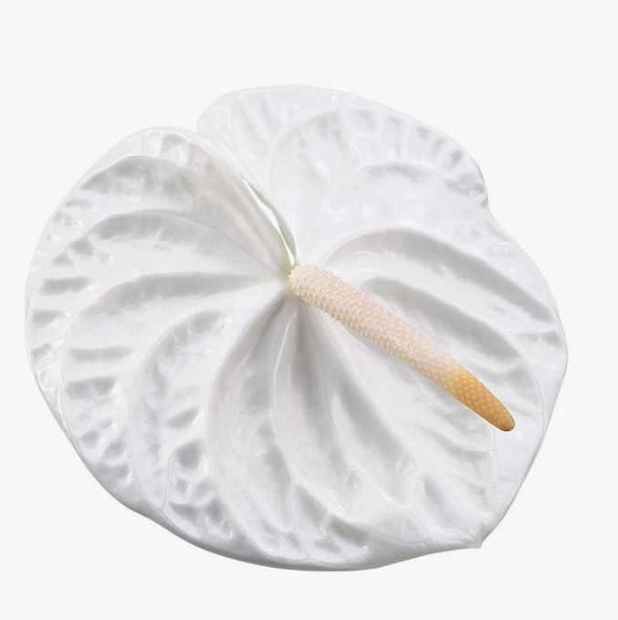 Anthurium acropolis | Wholesale flowers, plants and supplies Anthurium acropolis