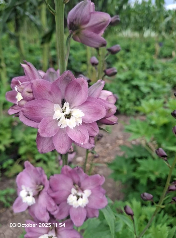 Delphinium lilac