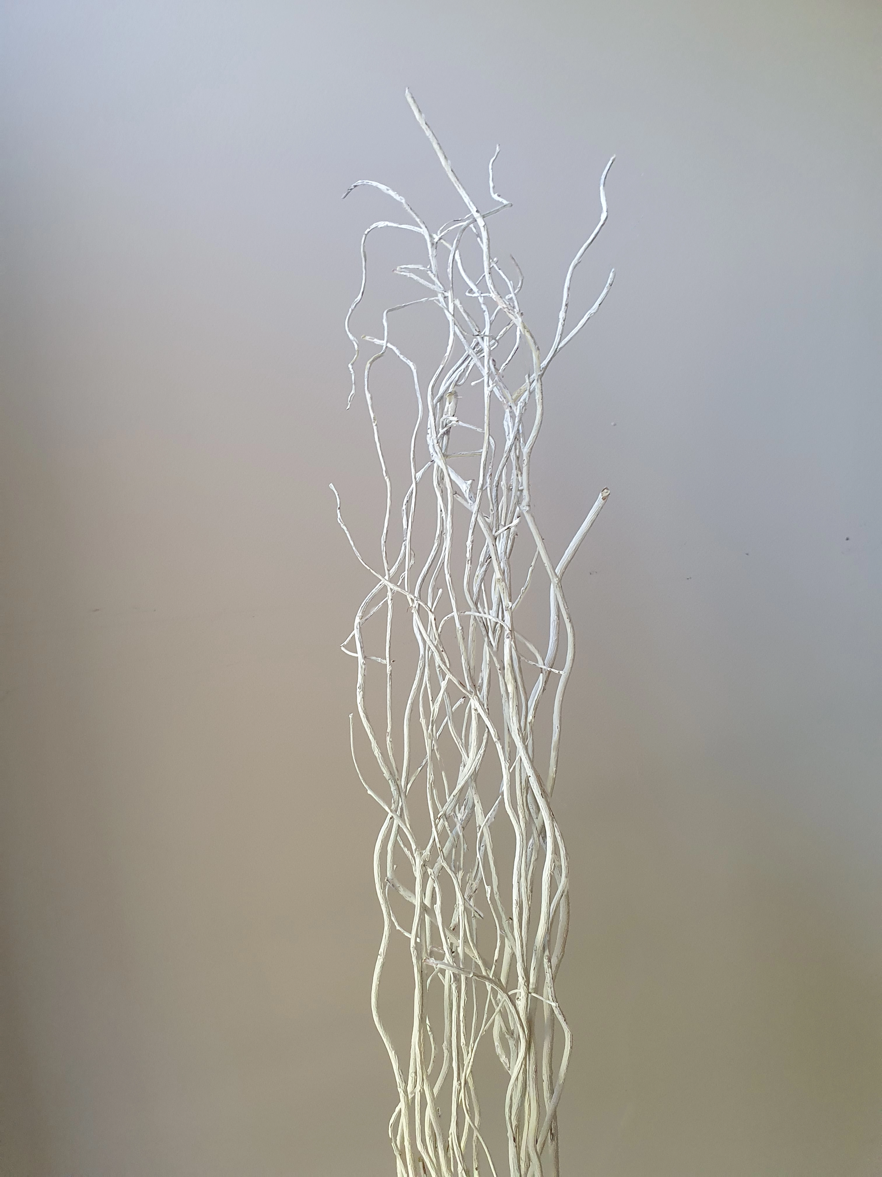 Salix tinted white