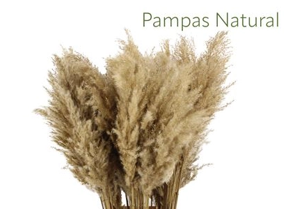 Blad pampas dried natural | Wholesale flowers, plants and supplies Blad pampas dried natural