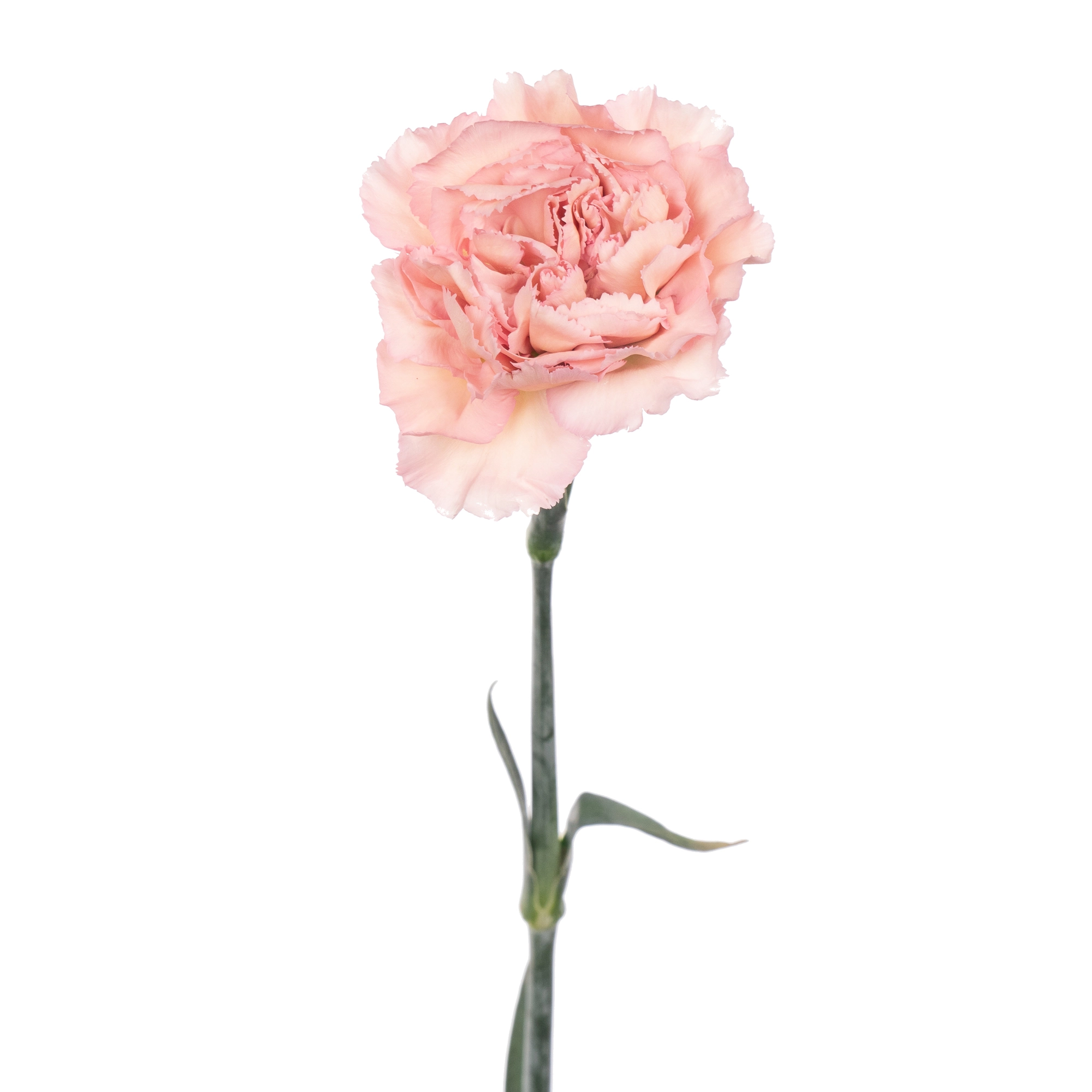 Carnation creola