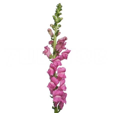 Antirrhinum potomac pink