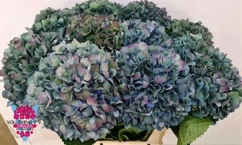 Hydrangea pimpernel classic dark blue