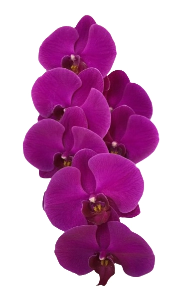 Phalaenopsis big chilli