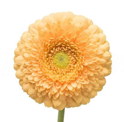 Gerbera barcelona | Wholesale flowers, plants and supplies Gerbera barcelona