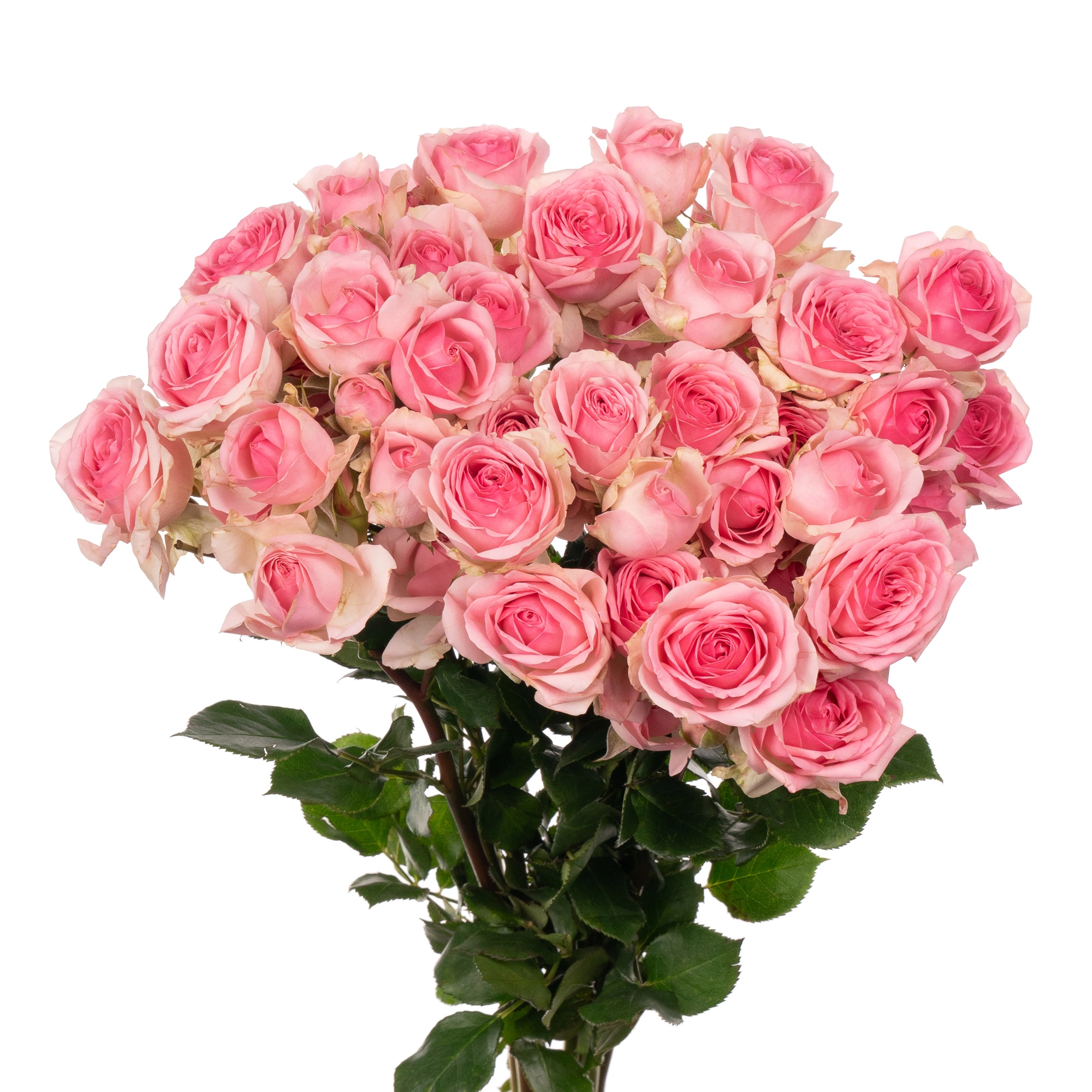 Rose spray dinara