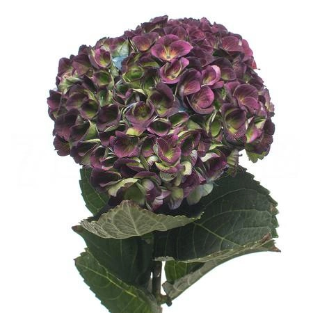 Hydrangea magical revolution classic blue | Wholesale flowers, plants and supplies Hydrangea magical revolution classic blue