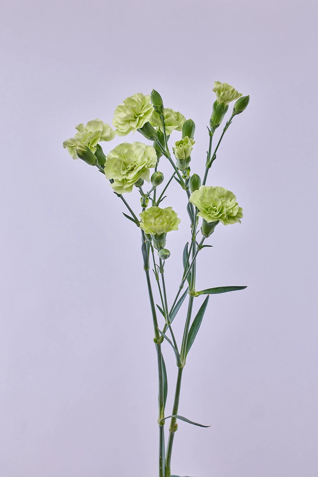 Carnation spray marfil