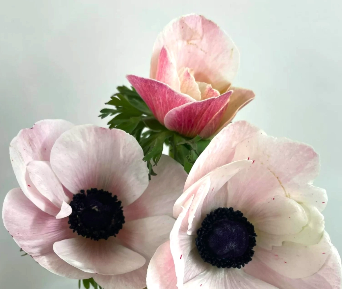 Anemone mistral blush | Wholesale flowers, plants and supplies Anemone mistral blush