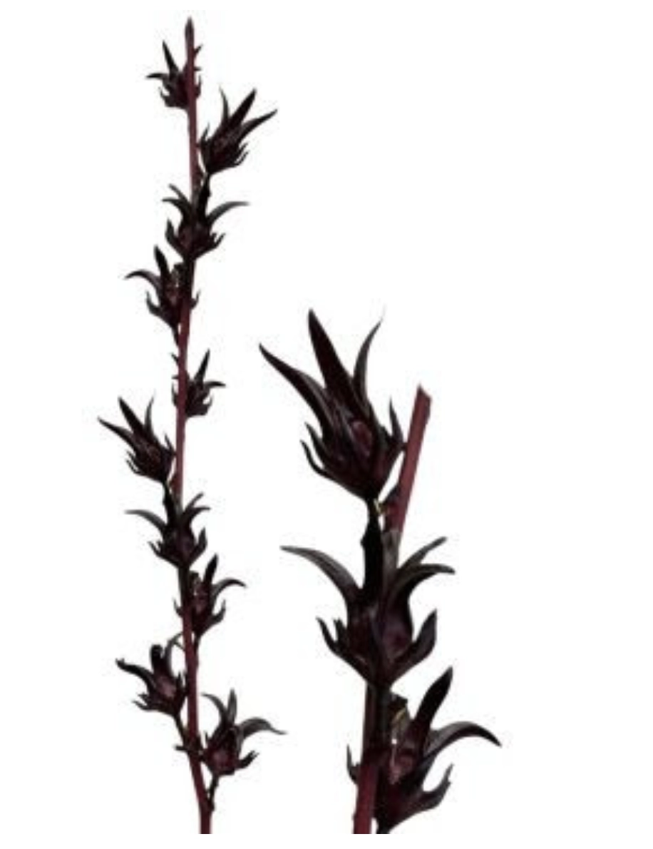 Hibiscus sabdariffa