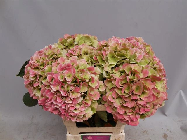 Hydrangea monika classic pink