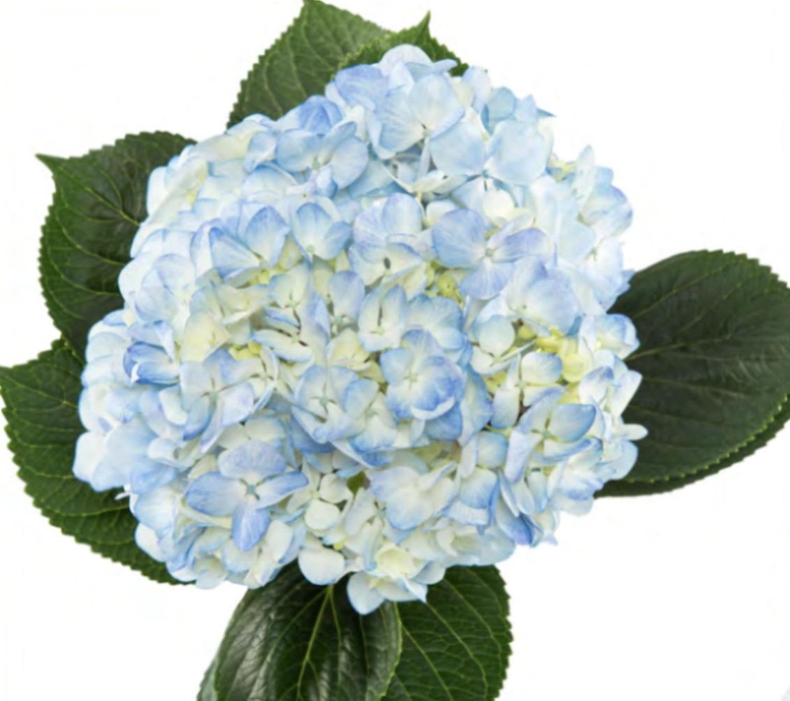 Hydrangea premium natural light blue