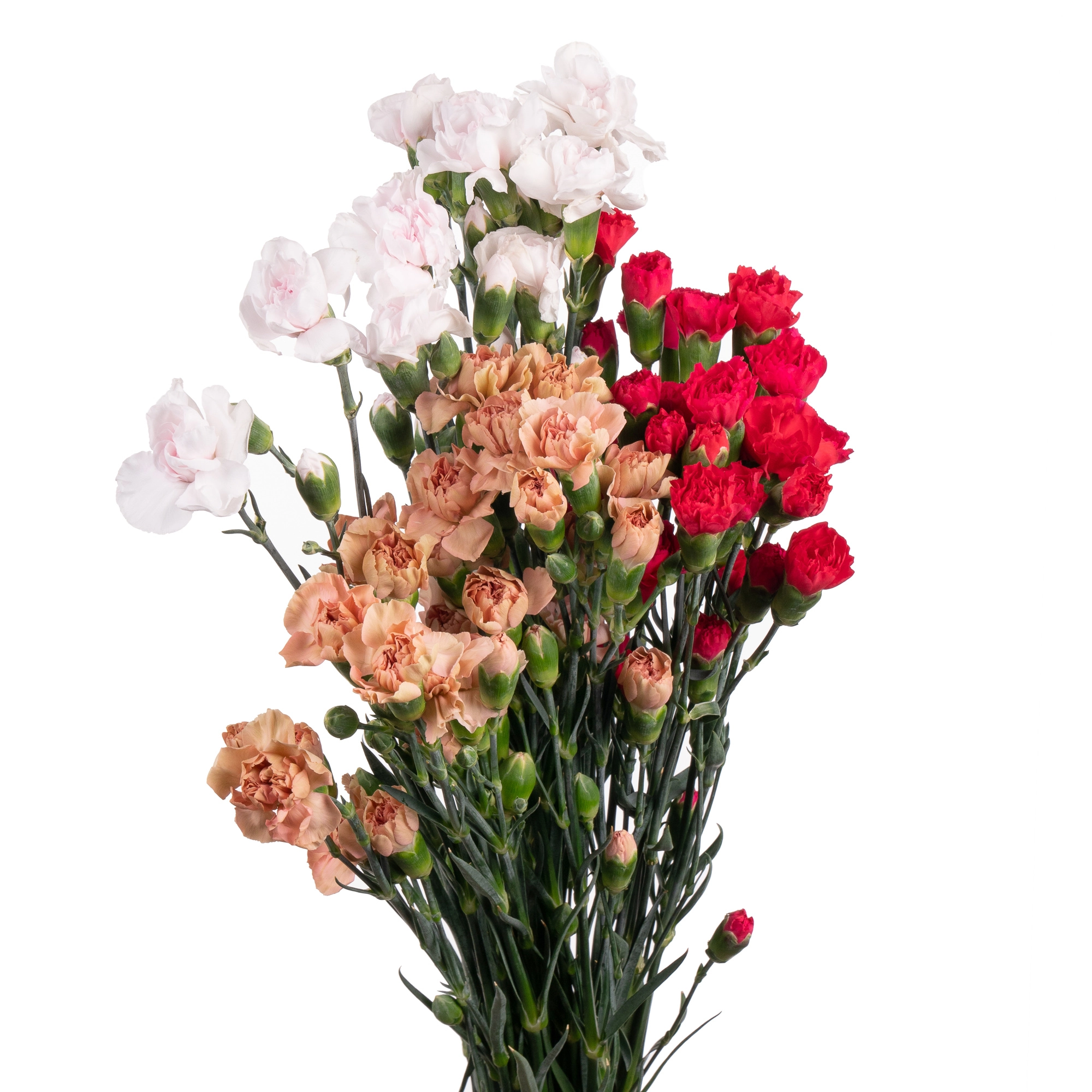 Carnation spray mix