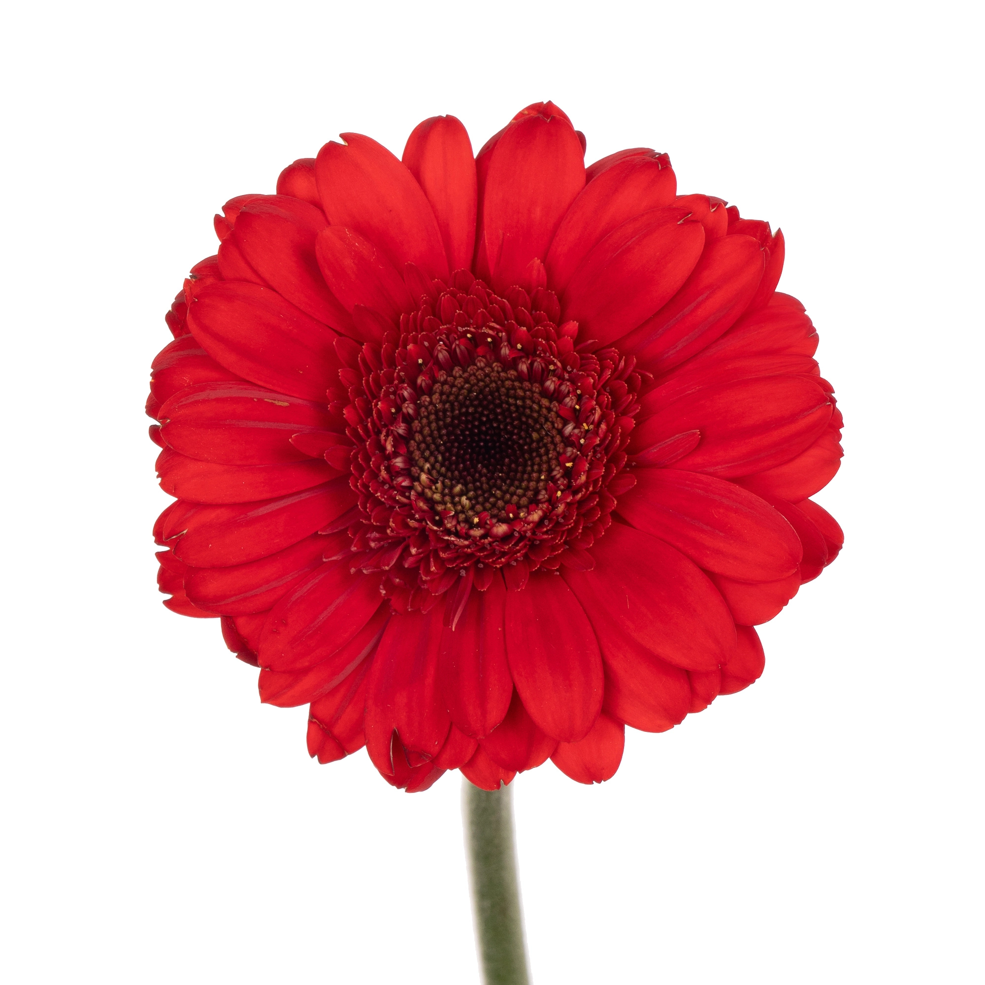 Gerbera mini suri