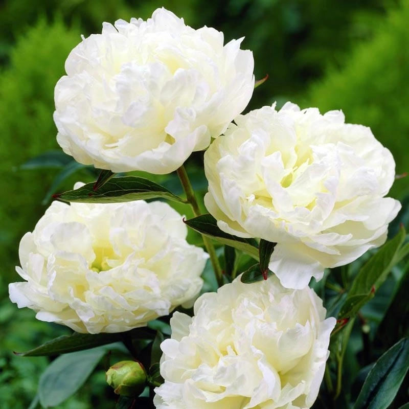 Paeonia edens temptation