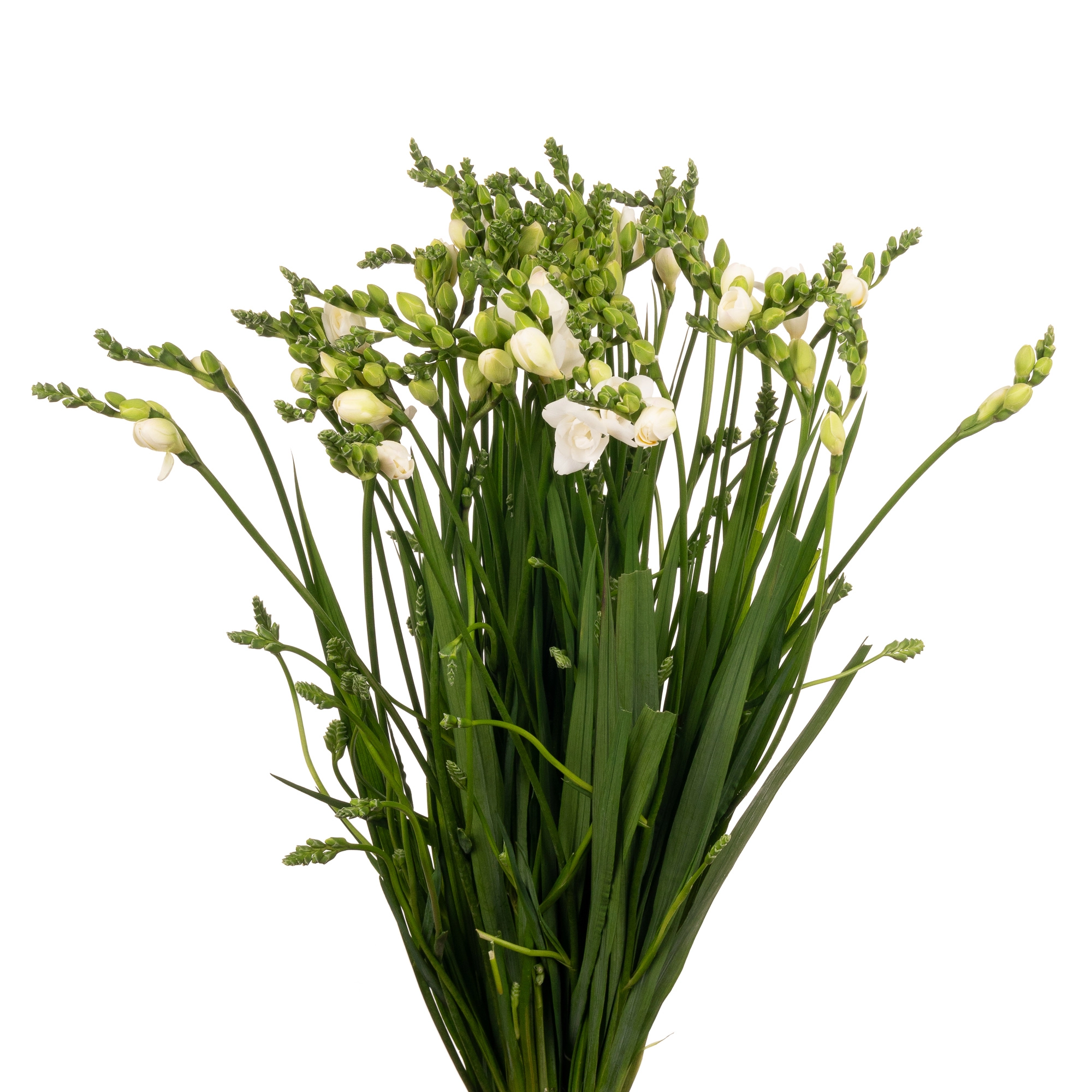 Freesia double belleville