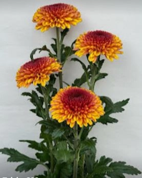 Chrysanthemum mochi yellow