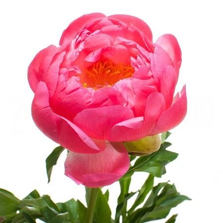 Paeonia coral sunset