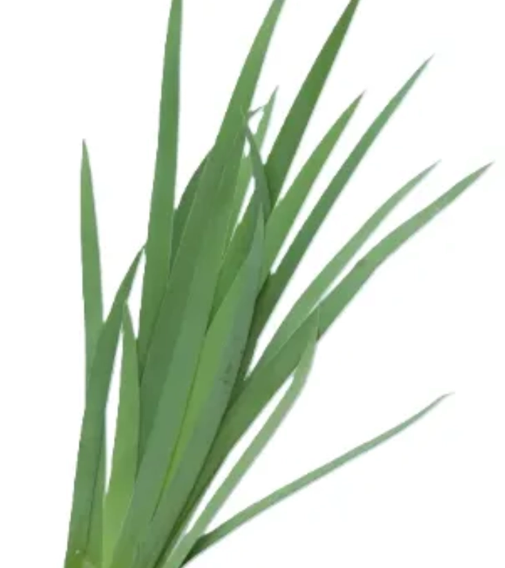 Blad iris