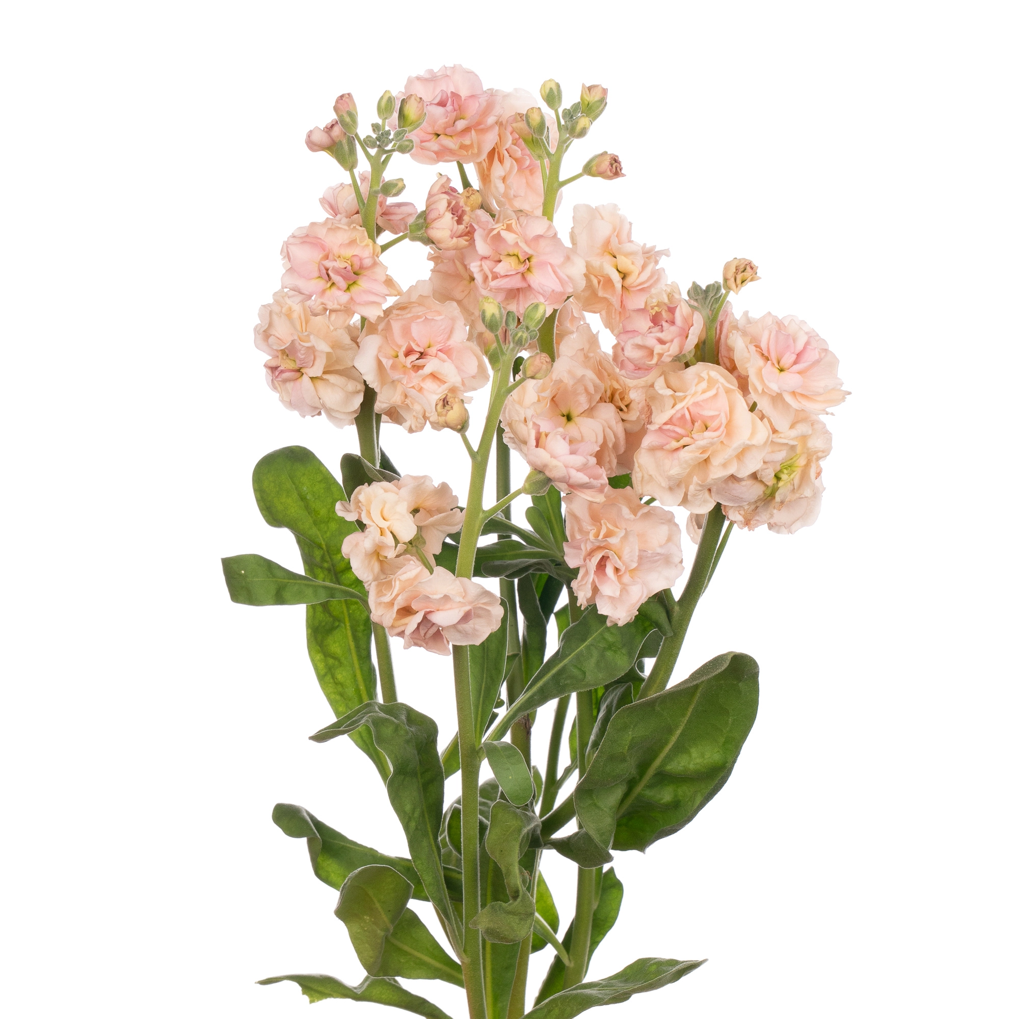 Matthiola spray apricot