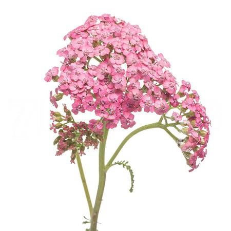 Achillea pink lady
