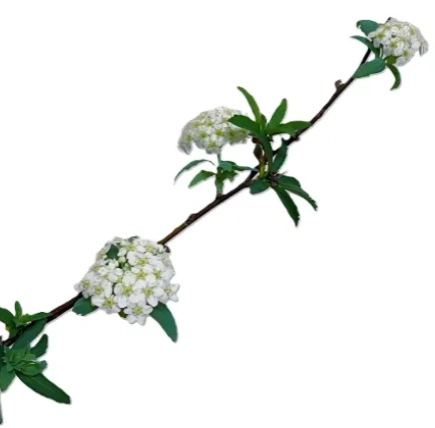 Spiraea bridal wreath