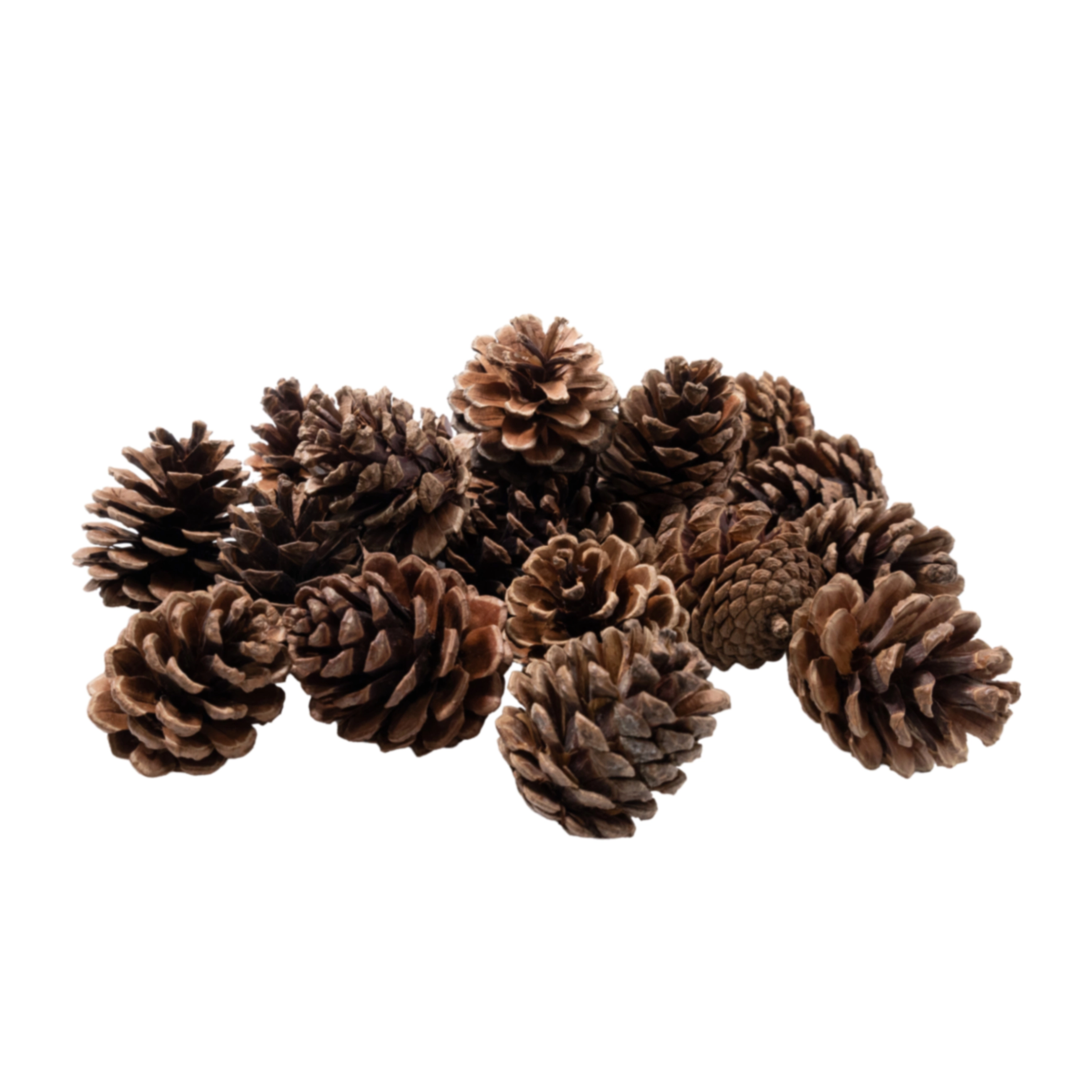 Pine cones, 20 pcs