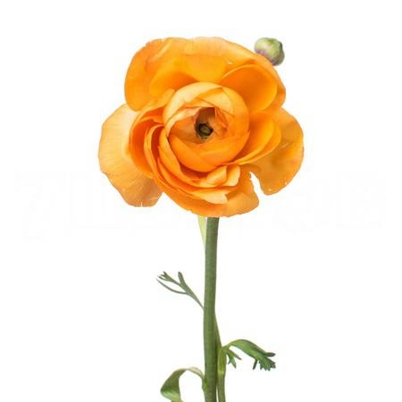 Ranunculus clooney salmon