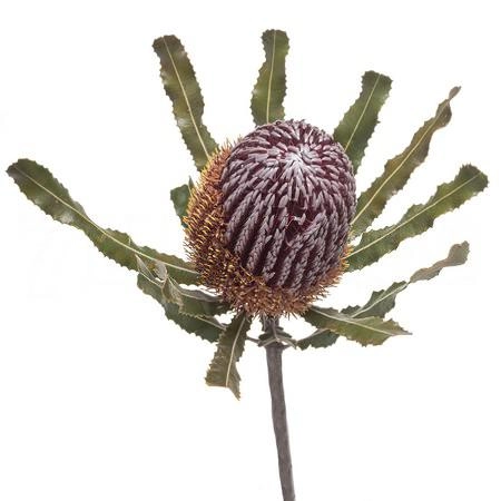 Banksia menziesii