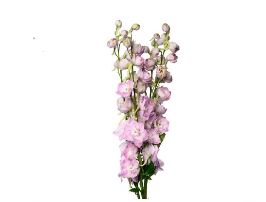 Delphinium pink spinker