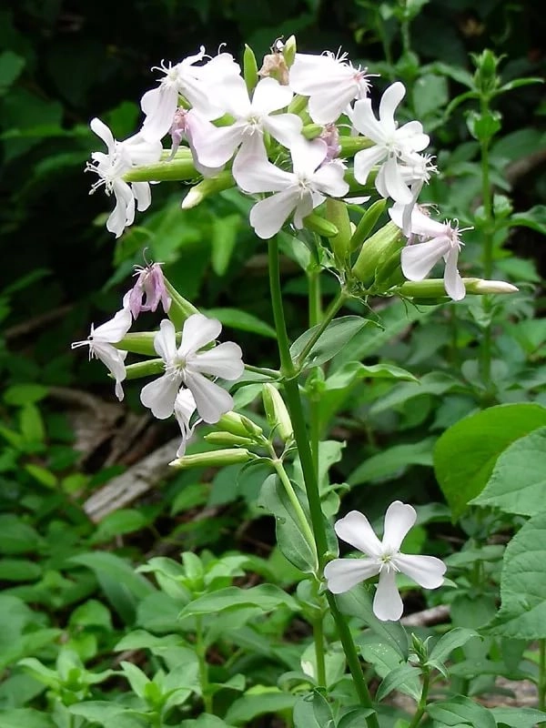 Saponaria wit | Wholesale flowers, plants and supplies Saponaria wit