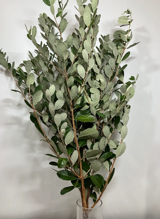 Blad acca sellowiana feijoa