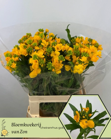 Сheiranthus gold