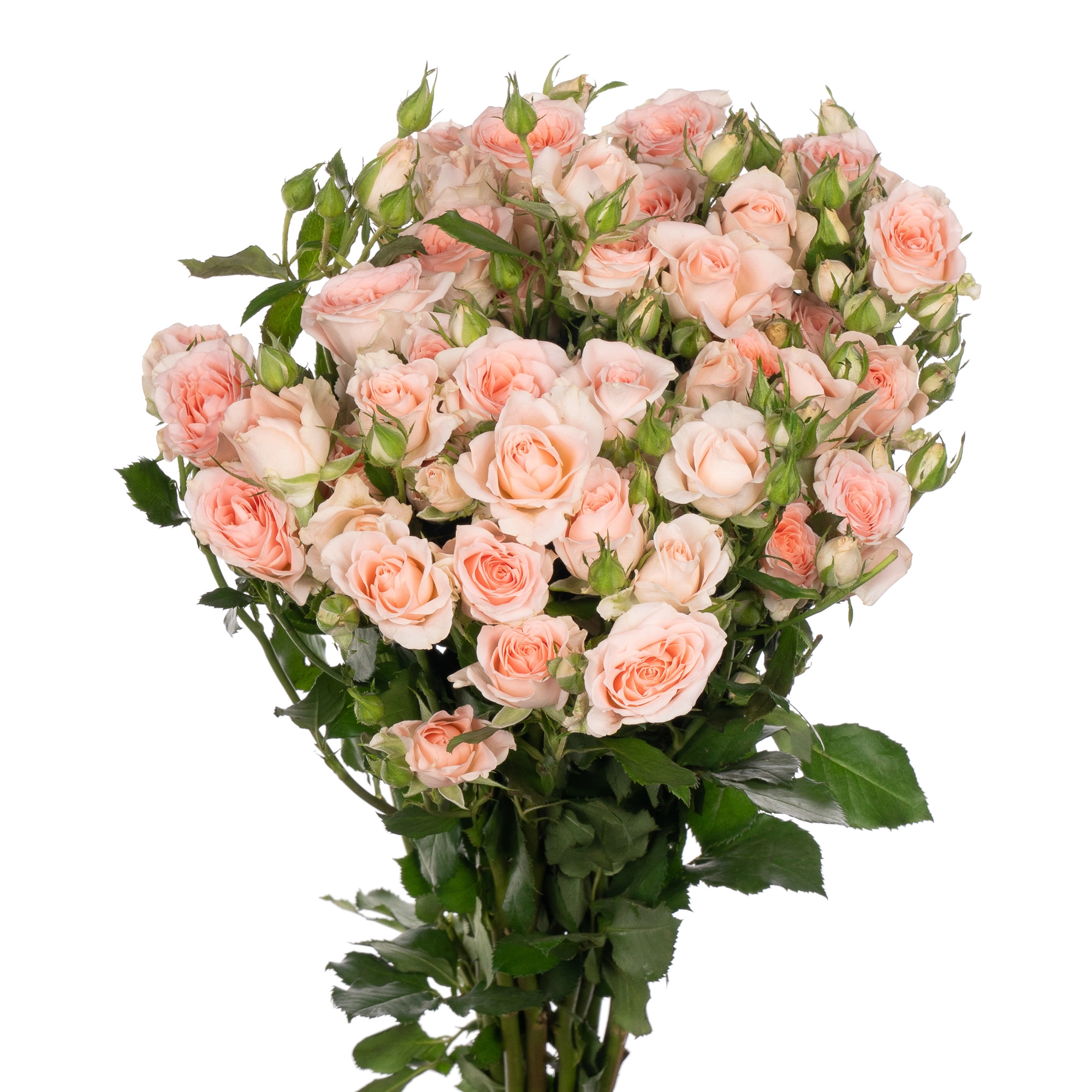 Rose spray sweet sarah