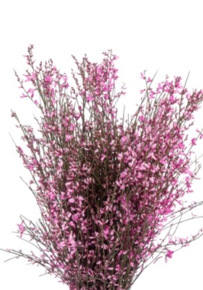Genista tinted pink