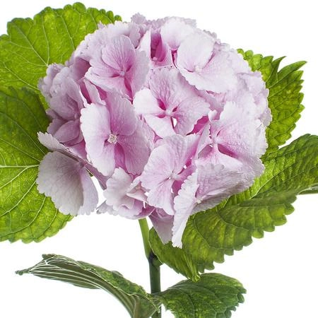 Hydrangea lollipop pink