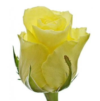 Rose minion rose