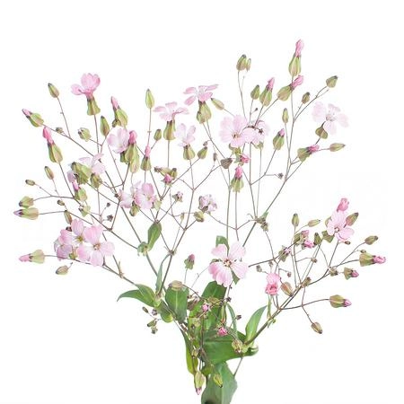 Saponaria pink