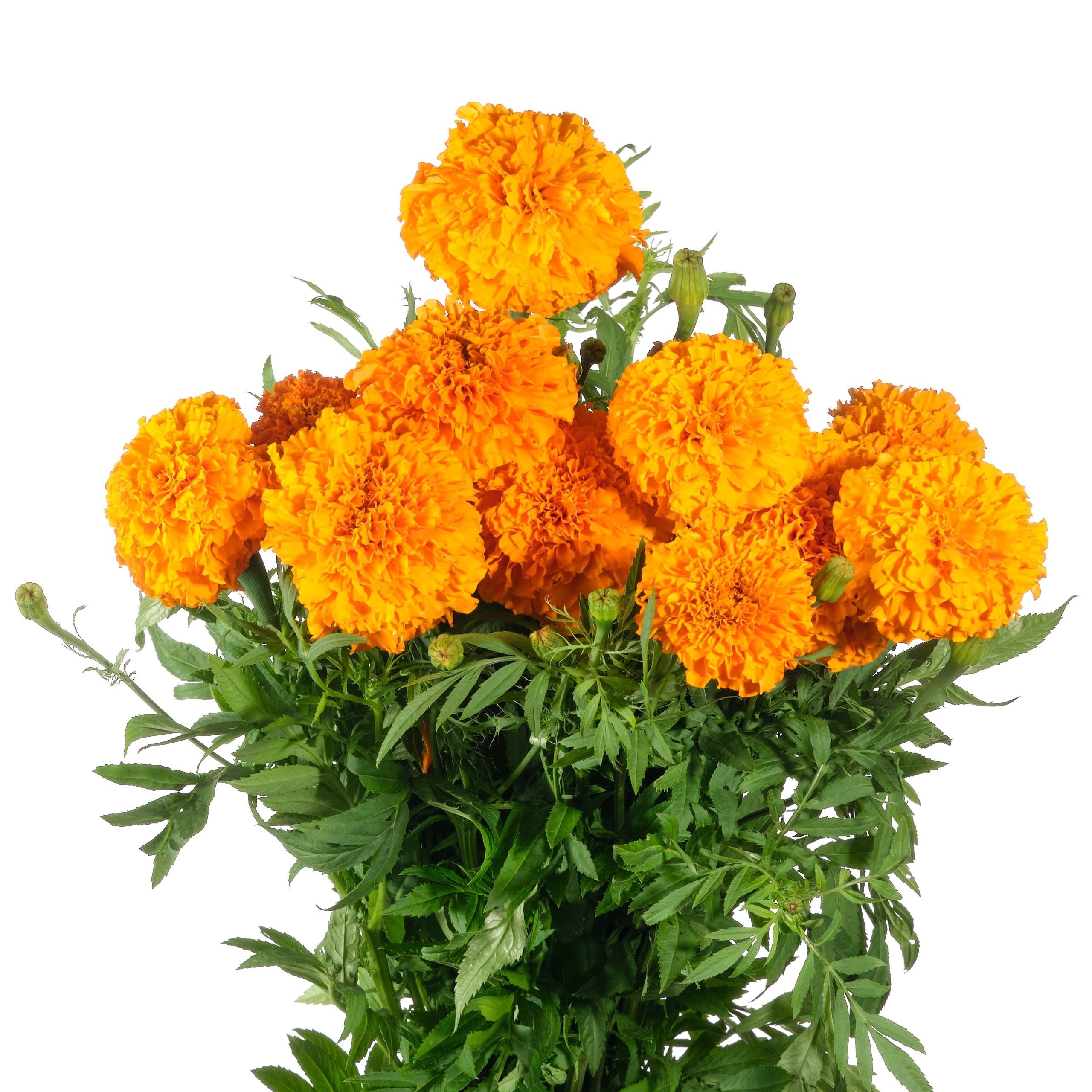 Tagetes orange
