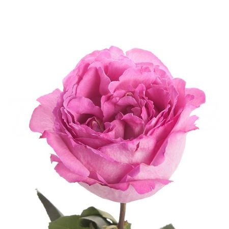 Rose yves piaget