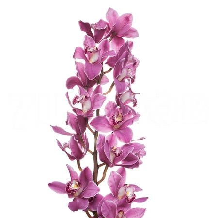 Cymbidium may monique princess