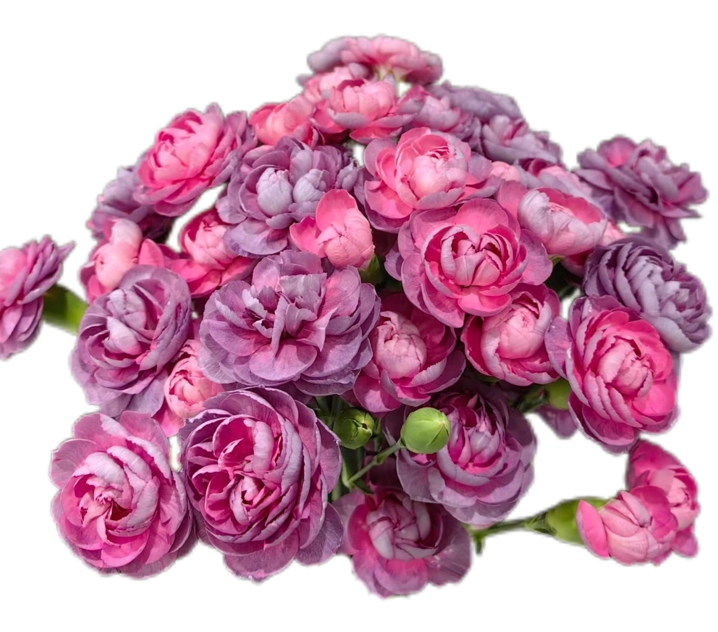 Carnation spray mustang