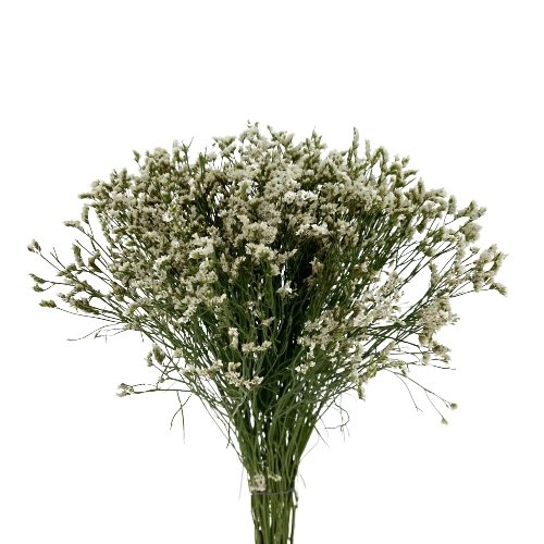 Limonium white | Wholesale flowers, plants and supplies Limonium white
