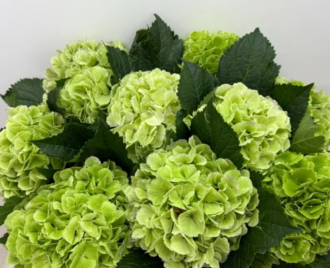Hydrangea beautensia chelsea