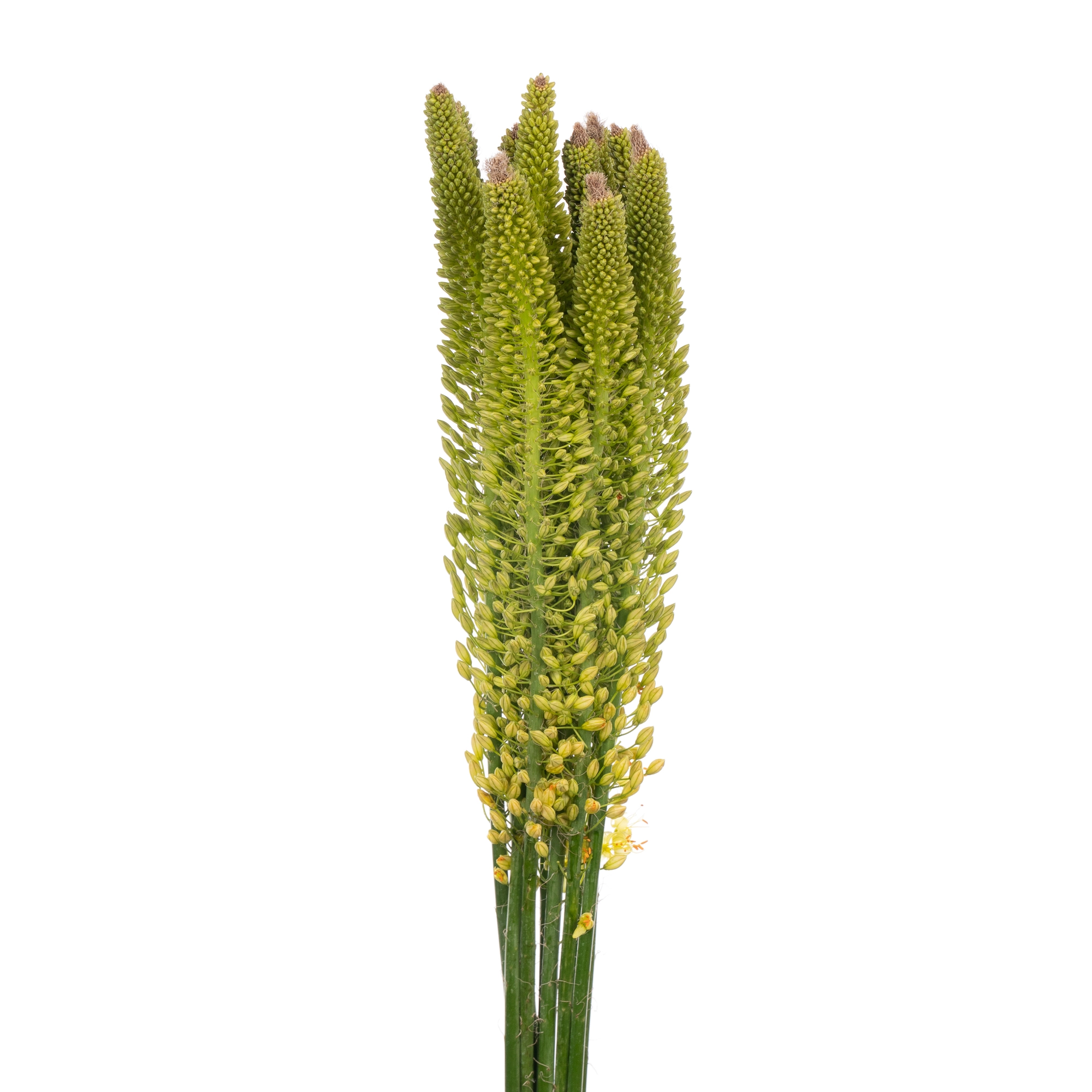 Eremurus yellow rebel