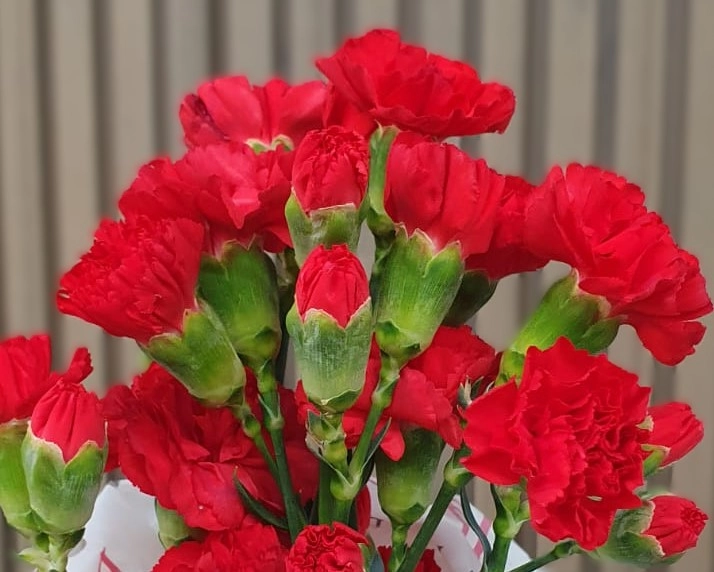 Carnation Spray solomio ray