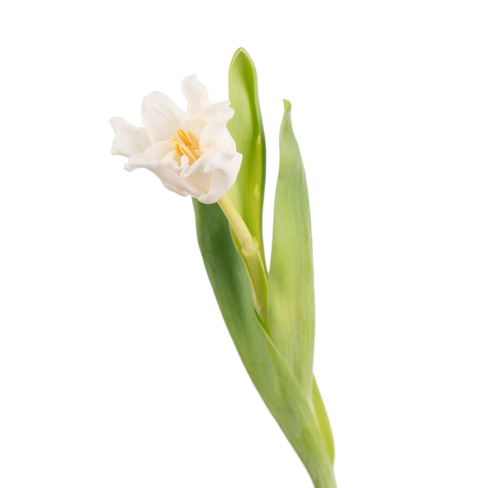 Tulip enkel white liberstar | Wholesale flowers, plants and supplies Tulip enkel white liberstar