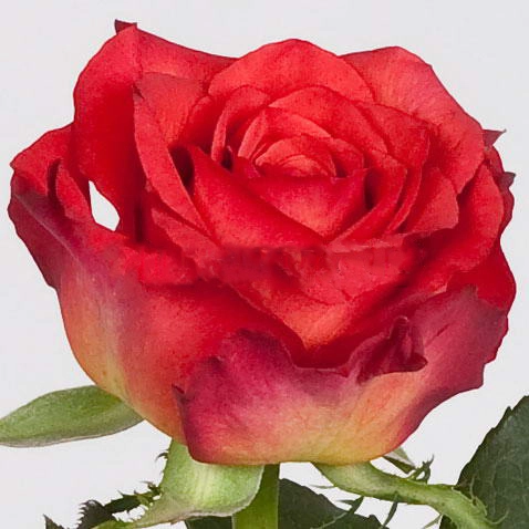 Rose alhambra
