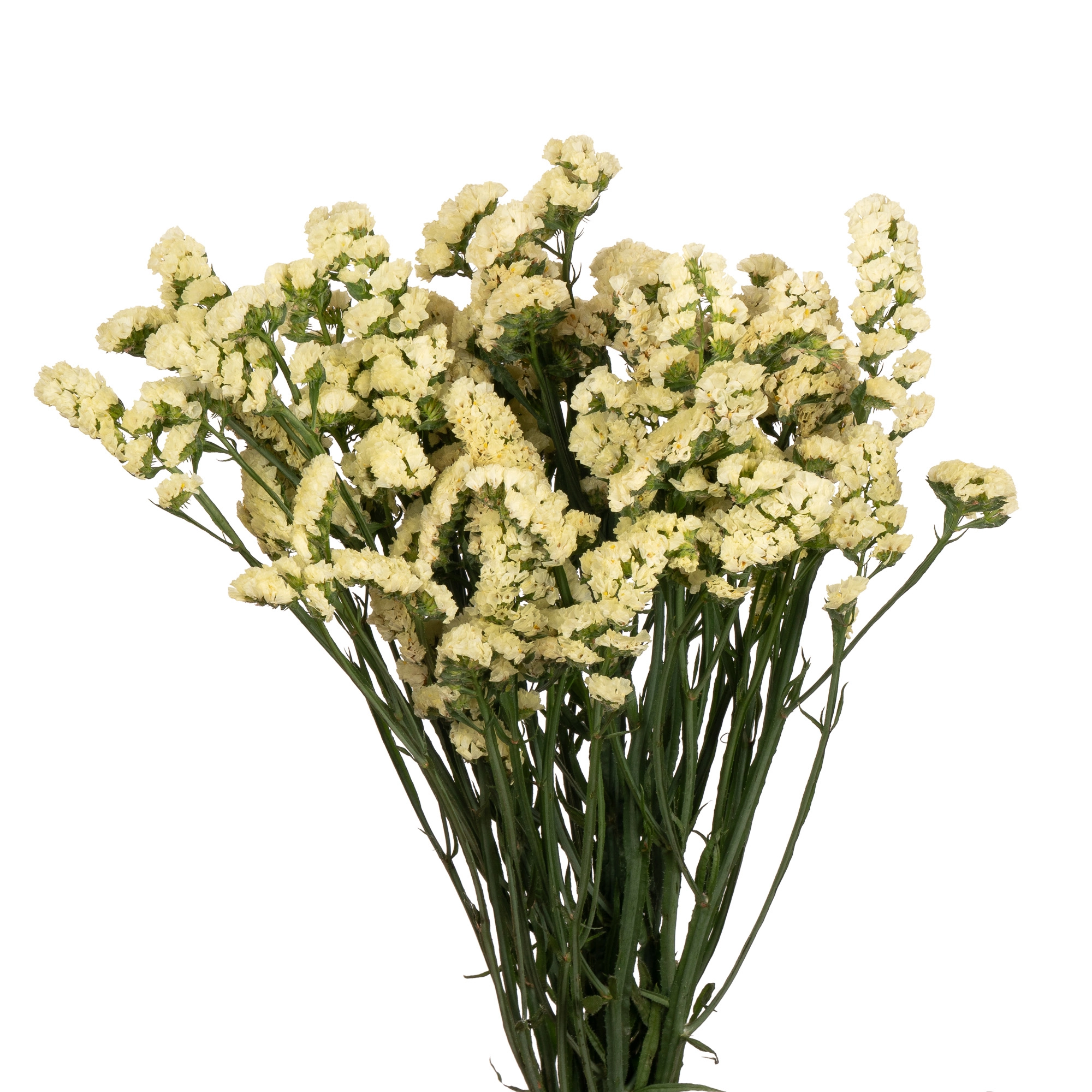 Statice yellow | Wholesale flowers, plants and supplies Statice yellow