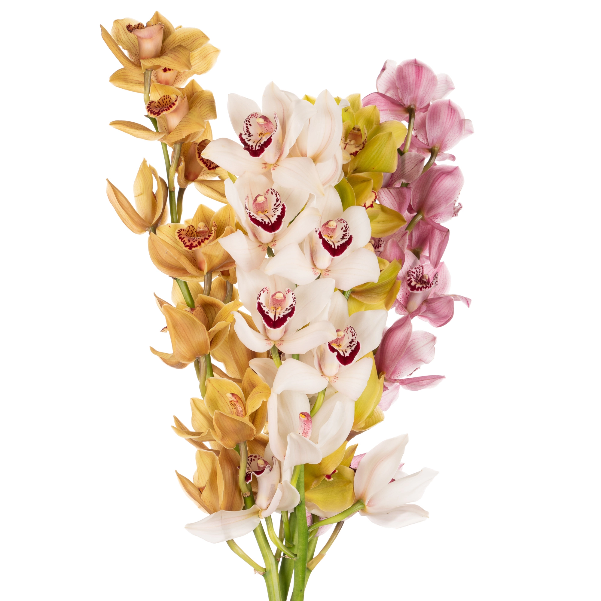 Cymbidium mix | Wholesale flowers, plants and supplies Cymbidium mix
